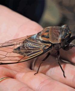 Hand Holding Cicadas Diamond Painting