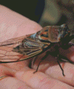 Hand Holding Cicadas Diamond Painting