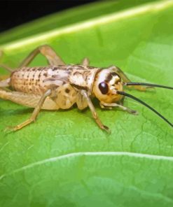 Insect Cricket Diamond Painting