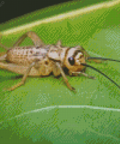 Insect Cricket Diamond Painting