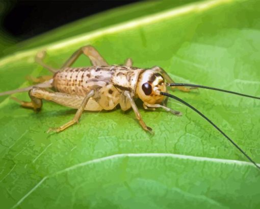 Insect Cricket Diamond Painting