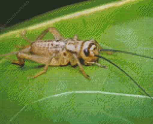 Insect Cricket Diamond Painting