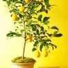 Lemon In Pot Diamond Painting