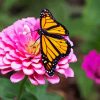 Monarch Butterfly On Pink Flower Diamond Painting