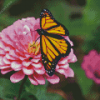 Monarch Butterfly On Pink Flower Diamond Painting