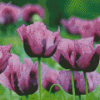 Purple Poppy Flowers Field Diamond Painting