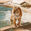 Tiger In The Pool Diamond Painting