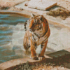 Tiger In The Pool Diamond Painting