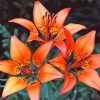 Western Red Lilies Flowers Diamond Painting