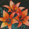 Western Red Lilies Flowers Diamond Painting