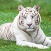 White Bengal Tiger Diamond Painting