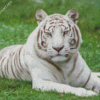 White Bengal Tiger Diamond Painting