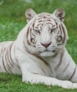 White Bengal Tiger Diamond Painting