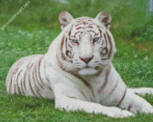 White Bengal Tiger Diamond Painting