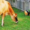 Brown Cow And Chickens Diamond Painting