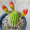 Echinopsis Plant In Pot Diamond Painting