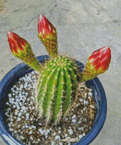 Echinopsis Plant In Pot Diamond Painting