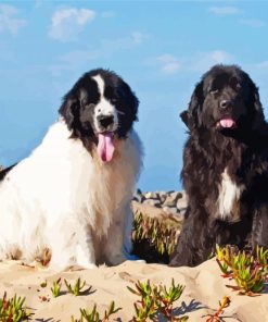 Newfoundland Dogs Puppies Diamond Painting