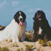 Newfoundland Dogs Puppies Diamond Painting