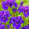 Purple Siberian Iris Diamond Painting