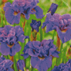 Purple Siberian Iris Diamond Painting