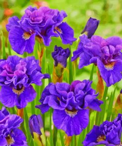 Purple Siberian Iris Diamond Painting