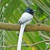 White Ribbon Tailed Bird Diamond Painting