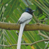 White Ribbon Tailed Bird Diamond Painting