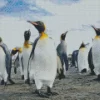 King Penguins Birds Diamond Painting