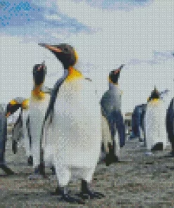 King Penguins Birds Diamond Painting