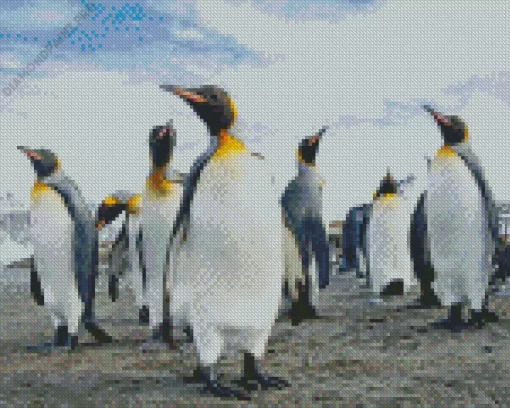 King Penguins Birds Diamond Painting