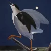 Night Heron With Moon Diamond Painting