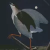 Night Heron With Moon Diamond Painting