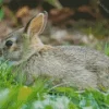 Side View European Rabbit Diamond Painting