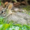 Side View European Rabbit Diamond Painting