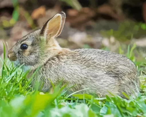 Side View European Rabbit Diamond Painting