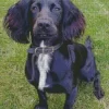 Black Sprocker Spaniel Diamond Painting