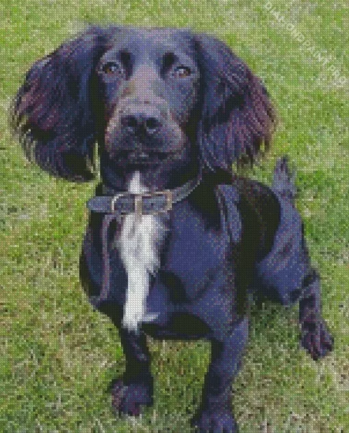 Black Sprocker Spaniel Diamond Painting