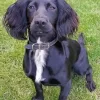 Black Sprocker Spaniel Diamond Painting