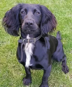 Black Sprocker Spaniel Diamond Painting