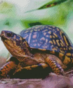 Box Turtle In Nature Diamond Painting