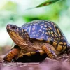 Box Turtle In Nature Diamond Painting