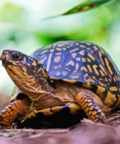 Box Turtle In Nature Diamond Painting