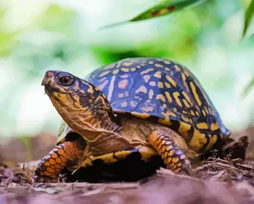 Box Turtle In Nature Diamond Painting