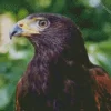 Harris Hawk Diamond Painting