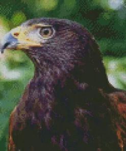 Harris Hawk Diamond Painting