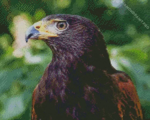 Harris Hawk Diamond Painting