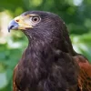 Harris Hawk Diamond Painting