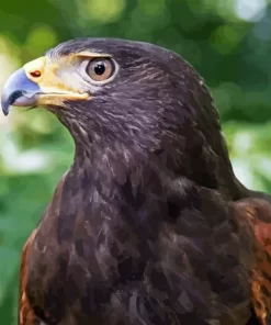 Harris Hawk Diamond Painting