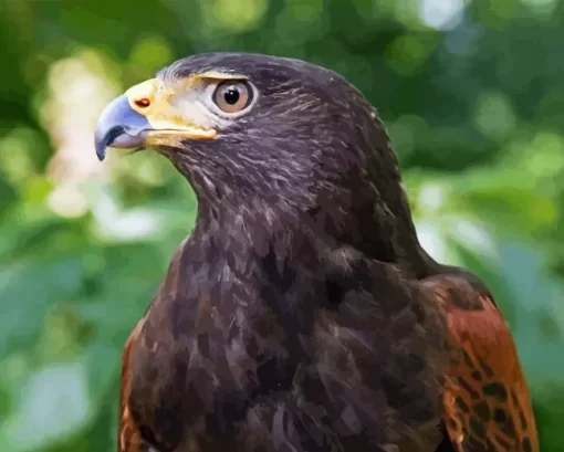 Harris Hawk Diamond Painting